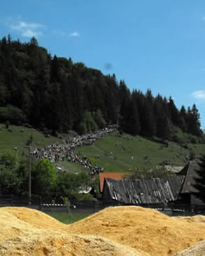 Táj